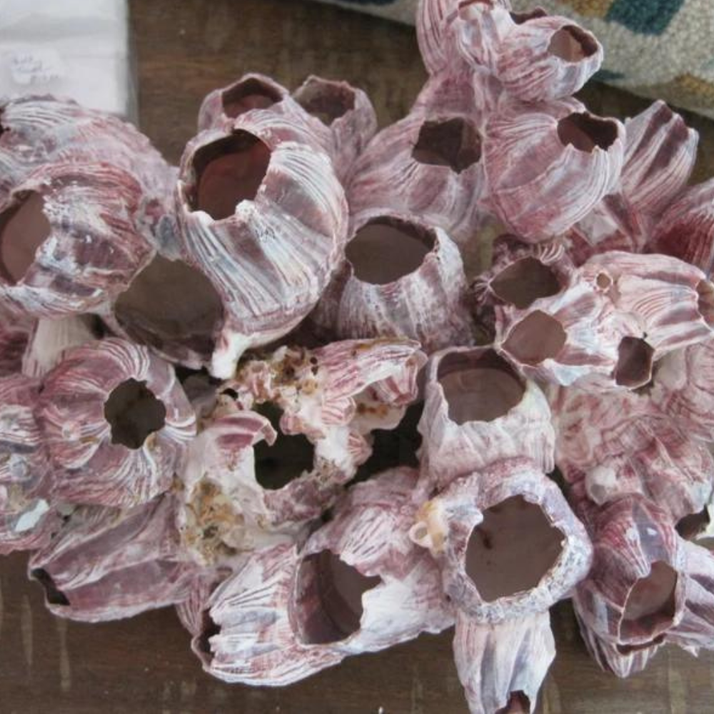 Barnacle Cluster w Shell (195mm-220mm) – Coast Store